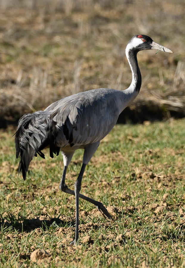 Grus grus [400 mm, 1/1600 sec at f / 8.0, ISO 800]